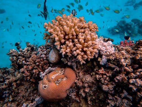 水生生物照片 · 免费素材图片