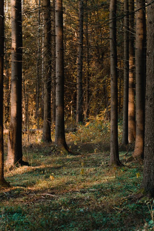 森林树木 · 免费素材图片