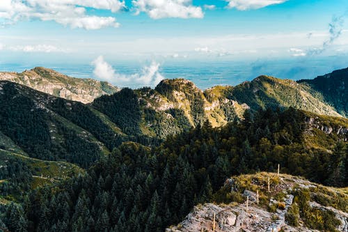 绿树 · 免费素材图片