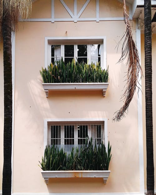 窗前的植物浅焦点照片 · 免费素材图片
