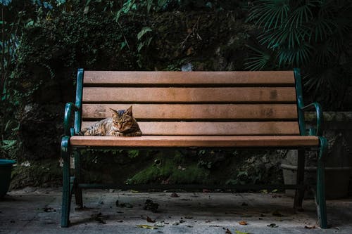 躺在棕色的长椅上的灰猫 · 免费素材图片