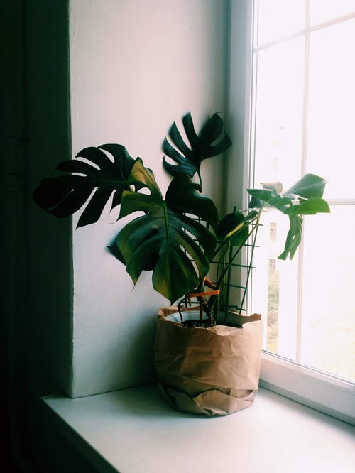 窗户旁边的绿色植物 · 免费素材图片