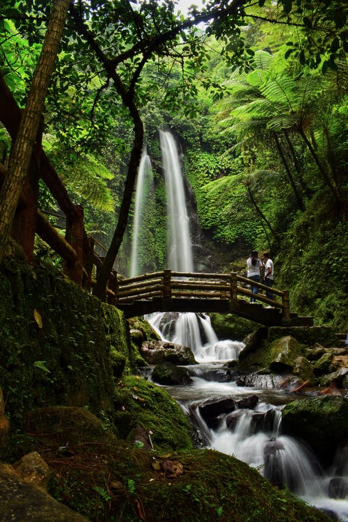 瀑布和树木在热带森林中的木桥 · 免费素材图片