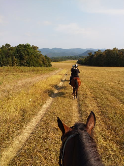 人骑着马在绿色的田野的后视图 · 免费素材图片