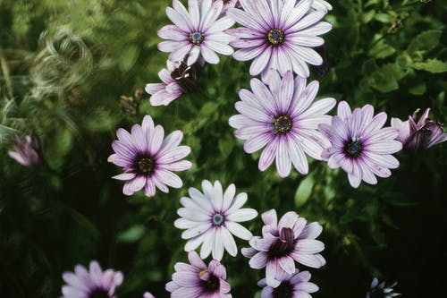 紫色花瓣花 · 免费素材图片