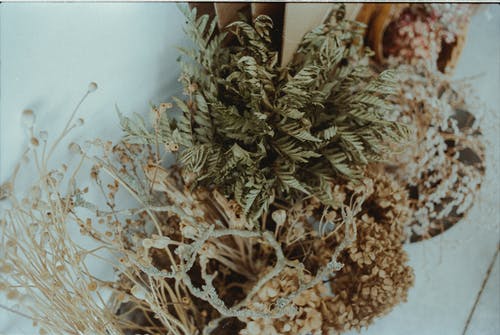 白色和绿色的树叶 · 免费素材图片