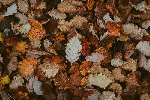 干树叶的浅焦点照片 · 免费素材图片