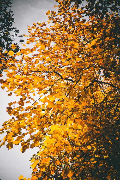 叶子的低角度照片 · 免费素材图片