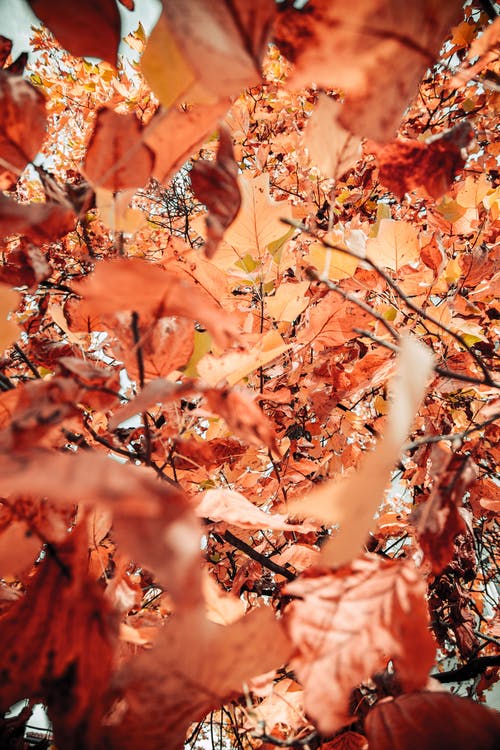 棕色的叶子的特写照片 · 免费素材图片