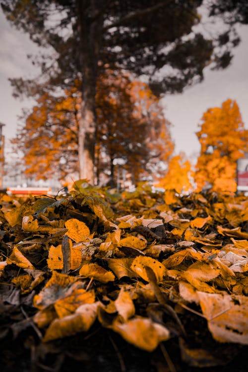 叶子的选择性聚焦照片 · 免费素材图片