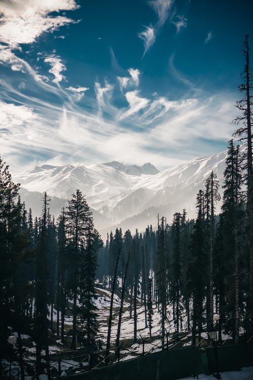 白云下的松树与远处的山 · 免费素材图片