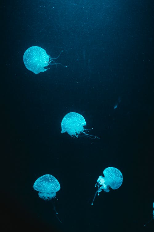 水下发光的水母 · 免费素材图片