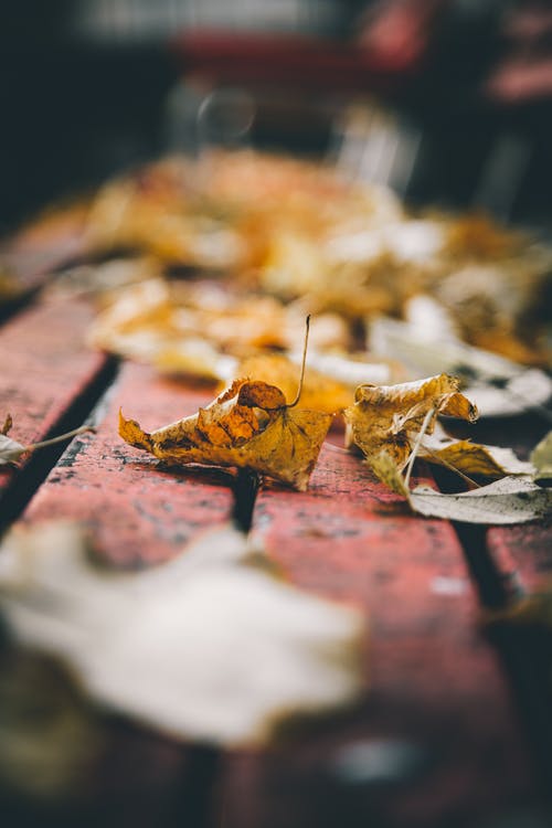 黄叶 · 免费素材图片