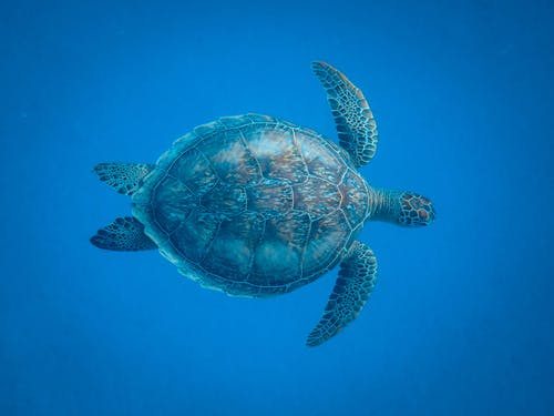 水下的海龟 · 免费素材图片