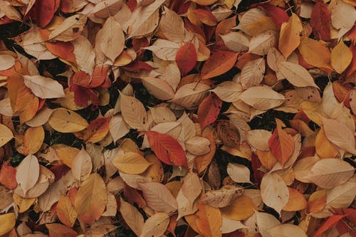 棕色和红色的叶子 · 免费素材图片