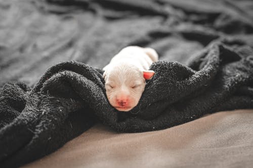白色涂层的小狗 · 免费素材图片