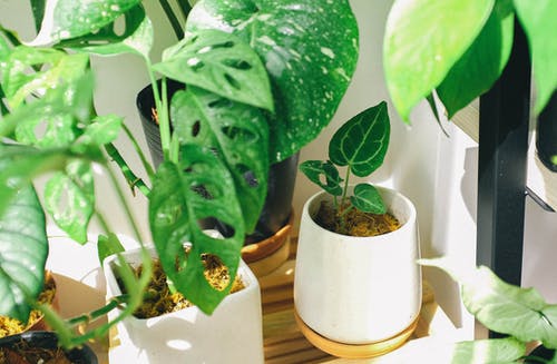 室内植物 · 免费素材图片
