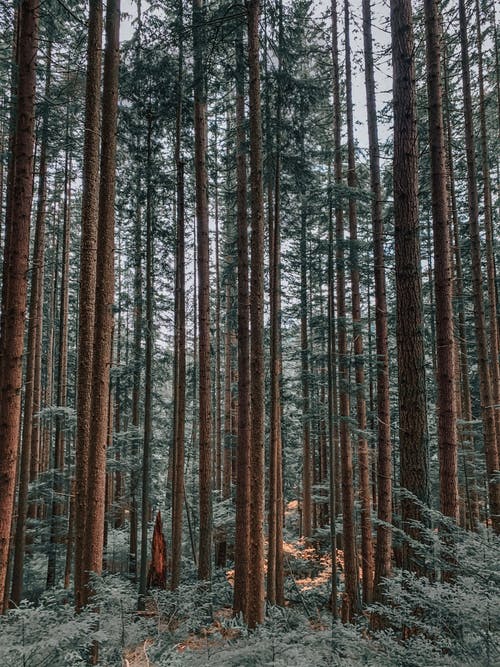云杉杉木林照片 · 免费素材图片