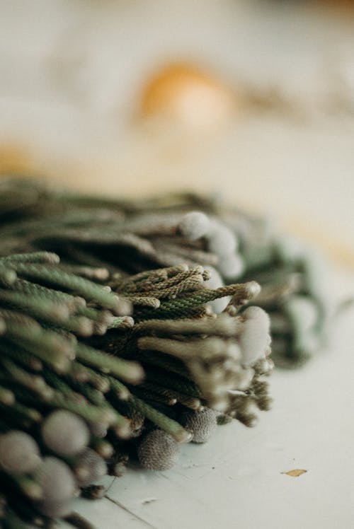 常绿的叶子的特写视图 · 免费素材图片