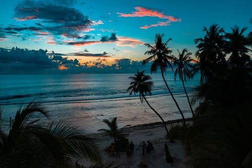 棕榈树在海边附近的剪影 · 免费素材图片
