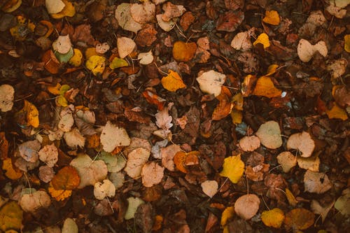 秋叶在地面上的照片 · 免费素材图片