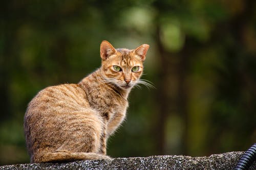 褐猫的浅焦点摄影 · 免费素材图片