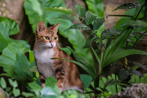 坐在绿叶植物旁边的三色印花布猫 · 免费素材图片