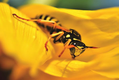 黄蜂在黄花上的特写照片 · 免费素材图片