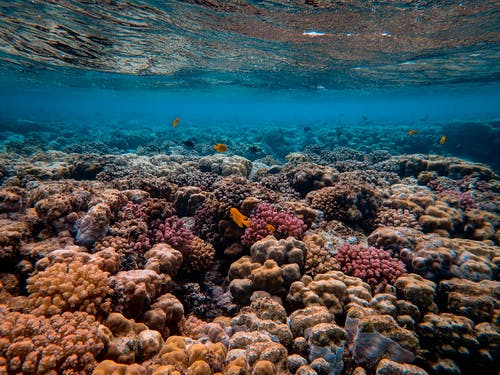珊瑚礁的风景照片 · 免费素材图片