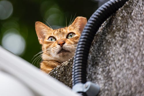 橙色的虎斑猫的浅焦点照片 · 免费素材图片