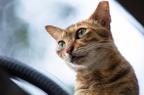 橙色的虎斑猫的特写照片 · 免费素材图片