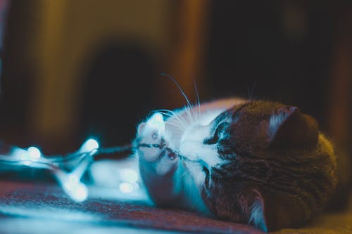 猫玩串灯的照片 · 免费素材图片