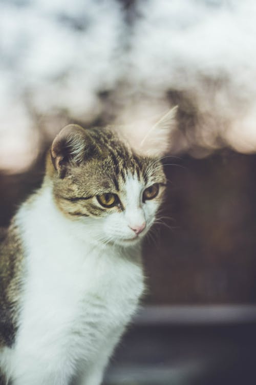 虎斑猫的照片 · 免费素材图片