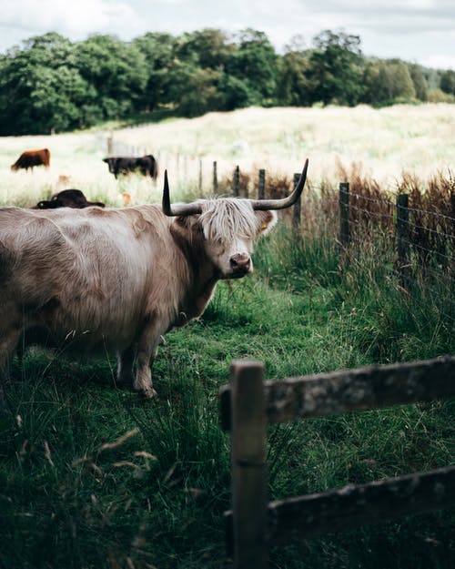 在绿色草地上的高地牛 · 免费素材图片
