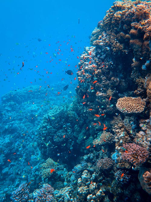 鱼在珊瑚礁附近的照片 · 免费素材图片