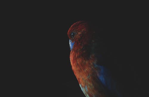 一只红色和蓝色的羽毛鸟的特写镜头 · 免费素材图片