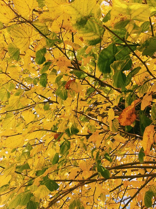绿色和棕色的叶子 · 免费素材图片