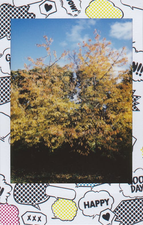 宝丽来照片的树木 · 免费素材图片