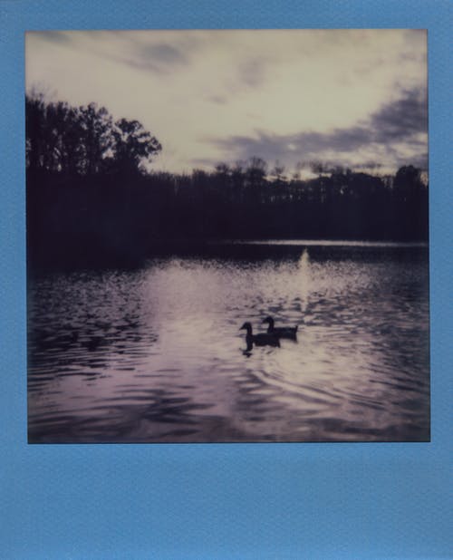 鸭子在河上漂浮 · 免费素材图片