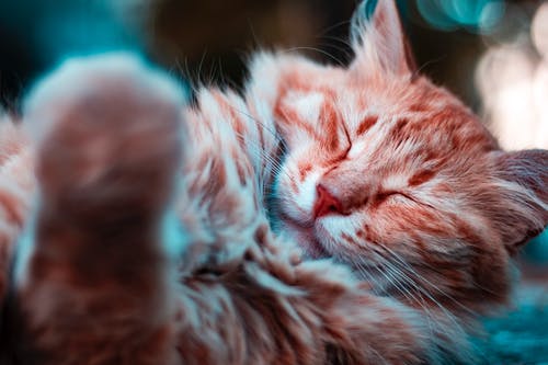 睡橙猫的选择性聚焦摄影 · 免费素材图片
