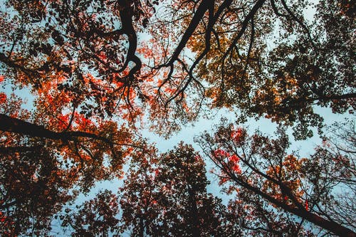 绿叶树木的低角度摄影 · 免费素材图片