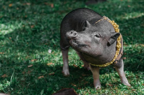 猪在草地上的照片 · 免费素材图片