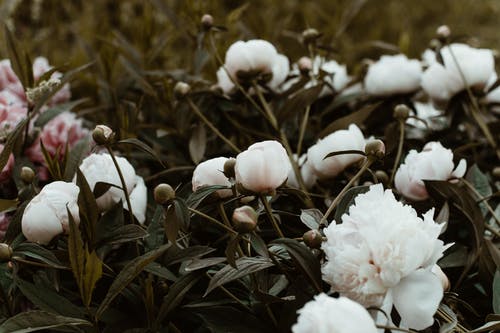 白色花瓣花的特写照片 · 免费素材图片