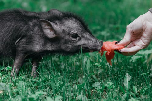 黑仔猪被喂 · 免费素材图片