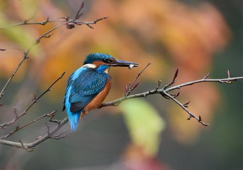 树枝上的蓝色和棕色鸟的选择性聚焦摄影 · 免费素材图片