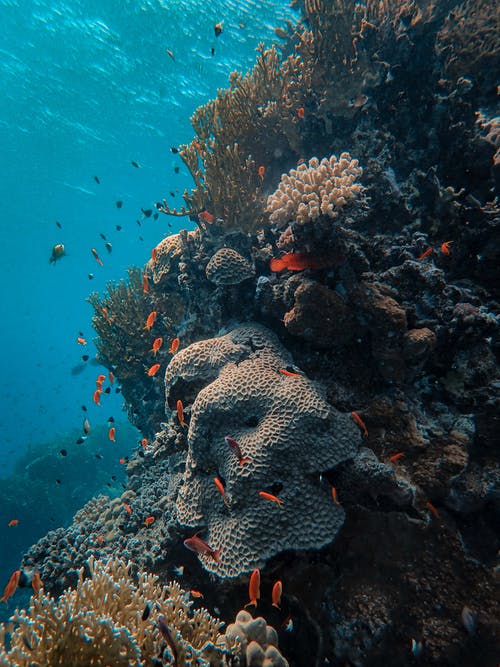 海底珊瑚鱼学校 · 免费素材图片