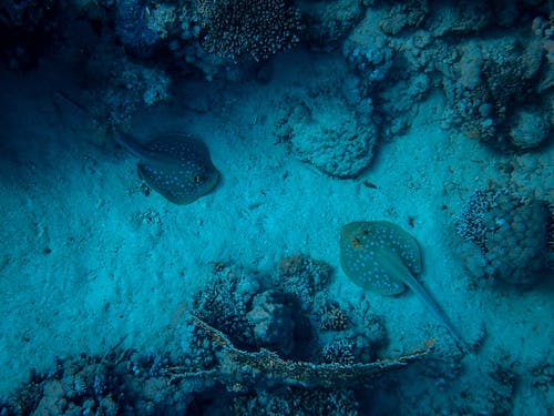 珊瑚礁之间的两个黄貂鱼 · 免费素材图片