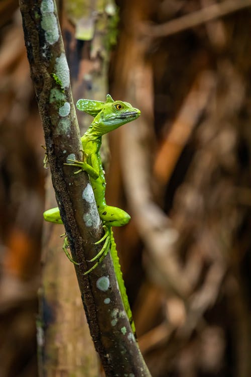 绿蜥蜴在树上的选择性聚焦摄影 · 免费素材图片