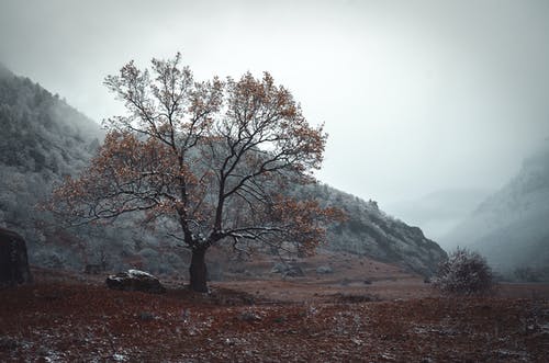 一棵树与秋天的落叶在山脚下 · 免费素材图片