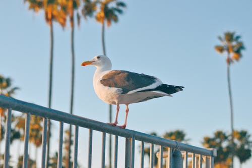 鸟栖息在扶手上的照片 · 免费素材图片